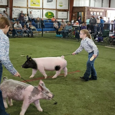 Did you know the Fair Association hosts the largest spring livestock show in state?! 1215 entries!